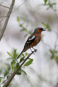 Close-up of bird perching on branch