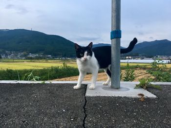 Cat standing in a farm