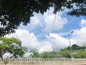 Low angle view of plants against sky