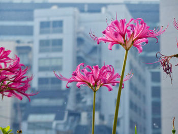 Close-up of pink flowering plant