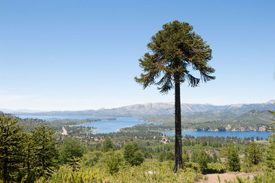 Scenic view of pine trees against sky