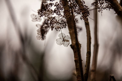 Close-up of flowering plant hanging from tree