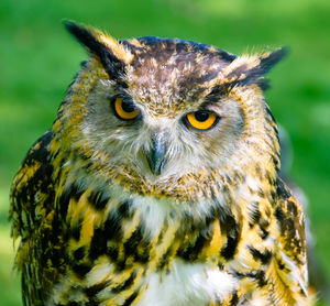 Close-up of owl