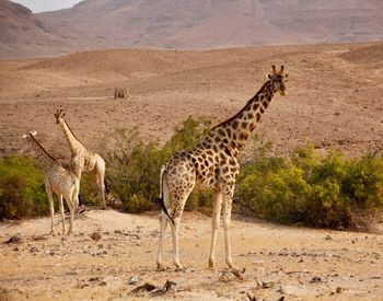 View of giraffe on land