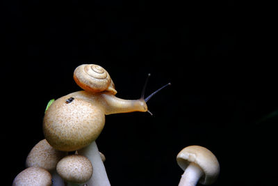 Close-up of snail on black background