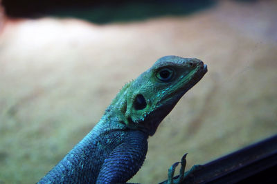 Close-up of a lizard