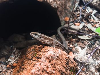 Close-up of lizard on rock