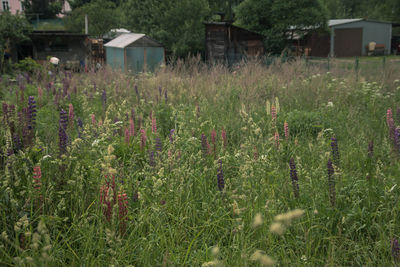 Plants growing on field