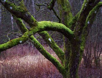 Trees in forest