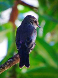 Close-up of bird perching on tree