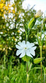 Close-up of white flowers blooming outdoors