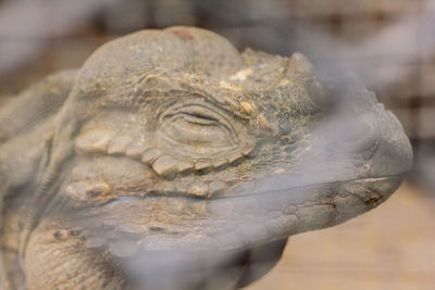 Close-up of a turtle