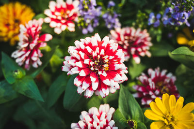 Close-up of pink flowering plants