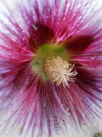 Detail shot of pink flower