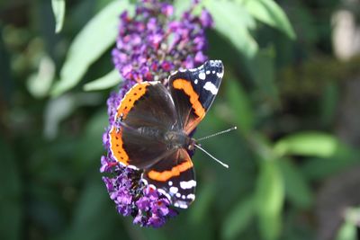 Close-up of butterfly pollinating on purple flower