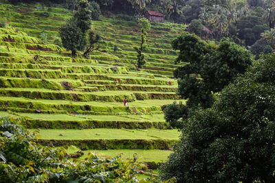 Scenic view of agricultural field