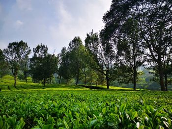 Scenic view of agricultural field against sky