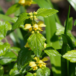 Close-up of yellow flowering plant