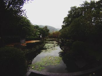 Reflection of trees in water