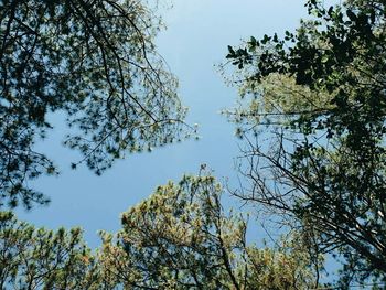 Low angle view of trees against sky