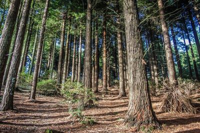 Trees growing in forest