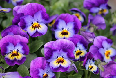 Close-up of purple flowers blooming outdoors