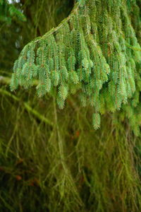 Close-up of fern in forest