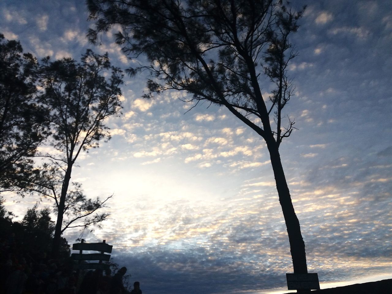 LOW ANGLE VIEW OF SILHOUETTE TREES AGAINST SKY