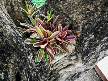 High angle view of pink flowering plant on rock