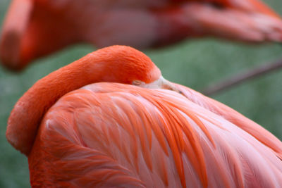 Close-up of a bird