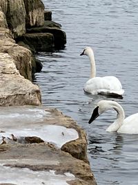 Swans swimming in lake