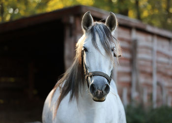 Close-up of horse in stable