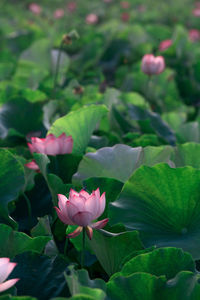 Close-up of pink flowering plant