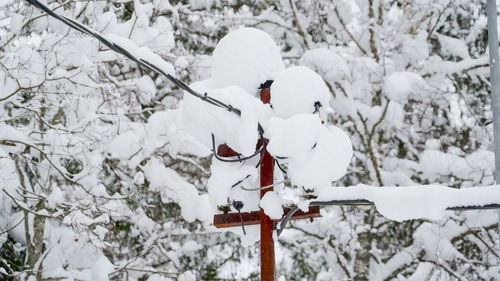 Bird on snow covered land