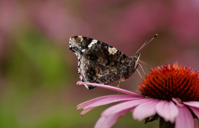 Close-up of butterfly pollinating on pink flower