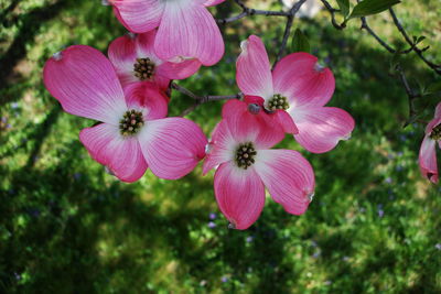 Close-up of pink flowering plants