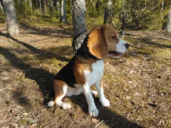 Dog in park