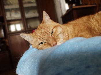 Close-up portrait of a cat at home