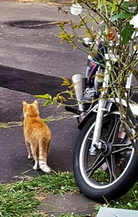 Cat looking away