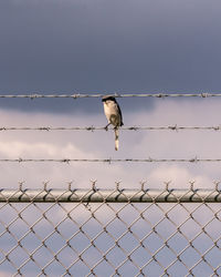 Low angle view of bird perching on chainlink fence against clear sky