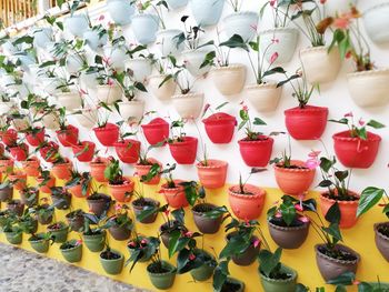 High angle view of plants in shop for sale