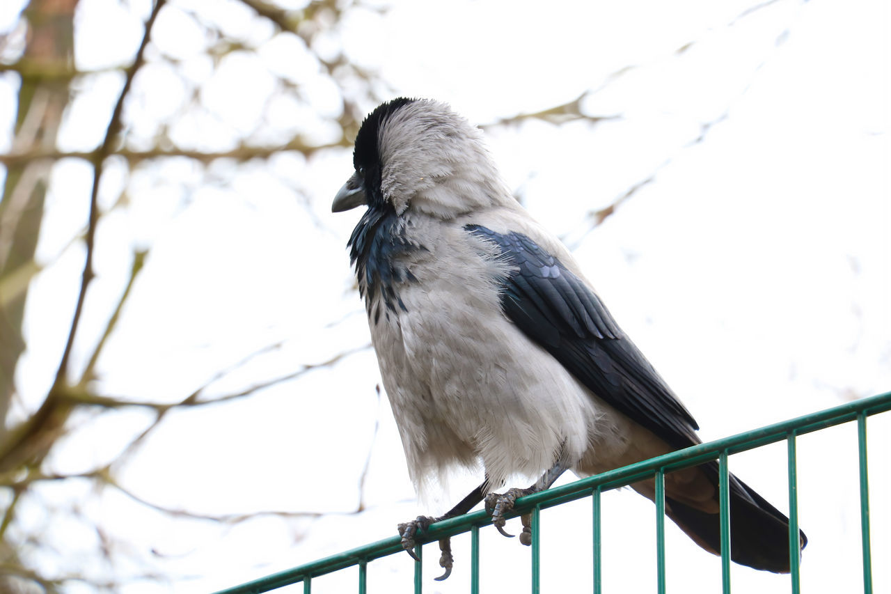 CLOSE-UP OF BIRD PERCHING ON BRANCH