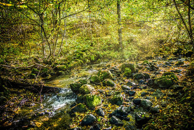 Scenic view of river flowing in forest
