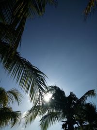 Low angle view of palm trees against clear blue sky