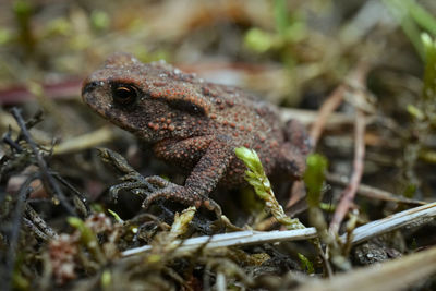 Close-up of frog on field