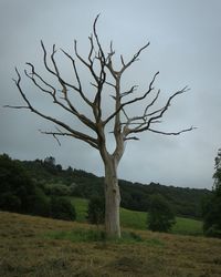 Bare tree on landscape against sky