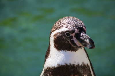 Close-up of a bird