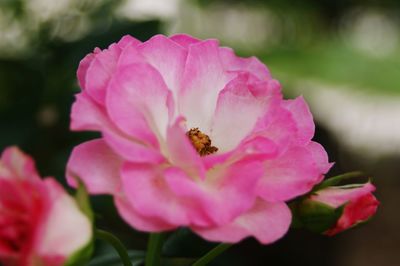 Close-up of pink pollinating flower