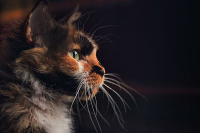 Close-up of cat looking away