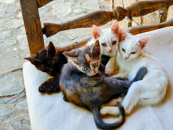 Kitten siblings huddling